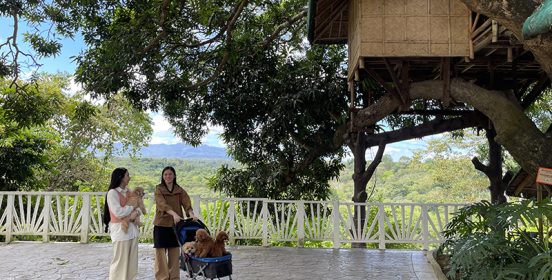 treehouse2